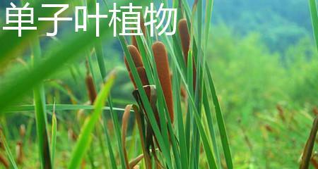 荔枝属于单子叶植物吗?常见疑问解答 荔枝属于单子叶植物吗?常见疑问解答