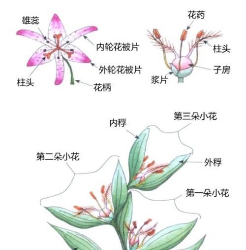 荔枝属于单子叶植物吗?常见疑问解答 荔枝属于单子叶植物吗?常见疑问解答