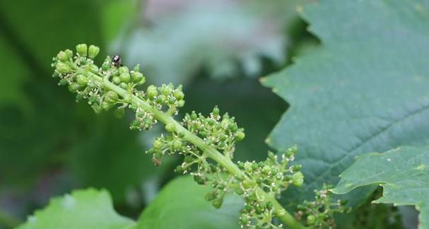 荔枝属于单子叶植物吗?常见疑问解答 荔枝属于单子叶植物吗?常见疑问解答