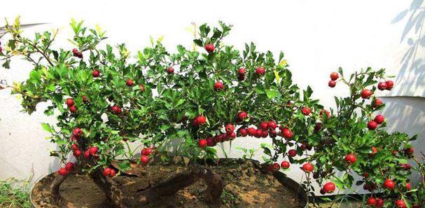 山楂树一棵能结果吗？如何确保单棵山楂树的产量？