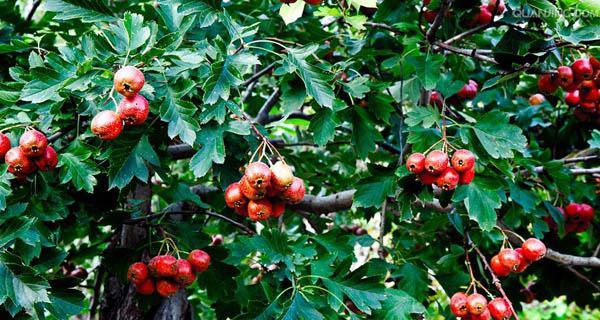 山楂树一棵能结果吗？如何确保单棵山楂树的产量？