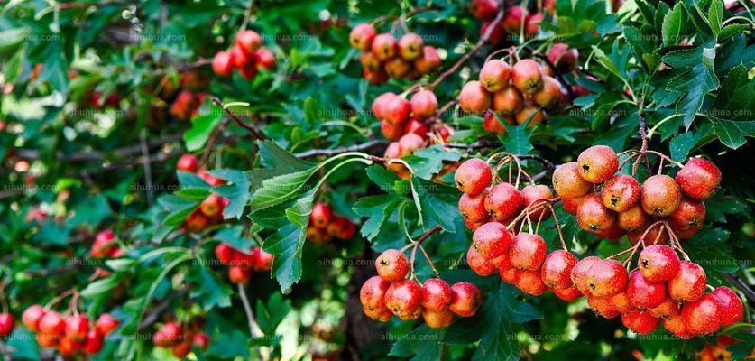 山楂树一棵能结果吗？如何确保单棵山楂树的产量？