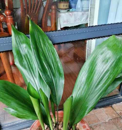 一叶兰叶子发黄怎么办？如何正确处理和预防？