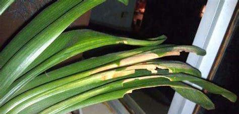 一叶兰叶子发黄怎么办？如何正确处理和预防？