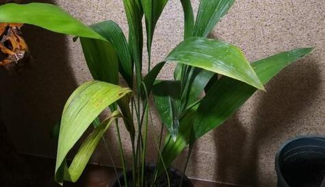 一叶兰叶子发黄怎么办？如何正确处理和预防？