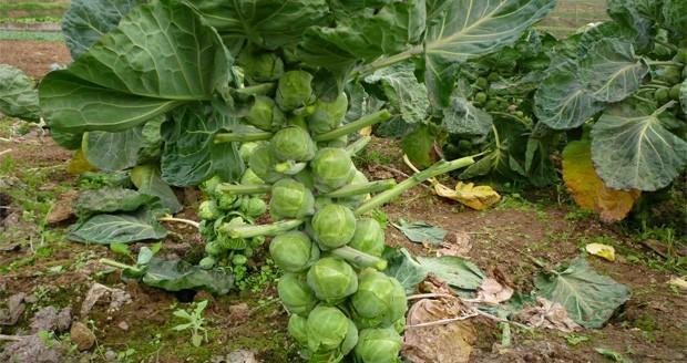 秋甘蓝怎么种？最佳种植时间和高产技巧是什么？