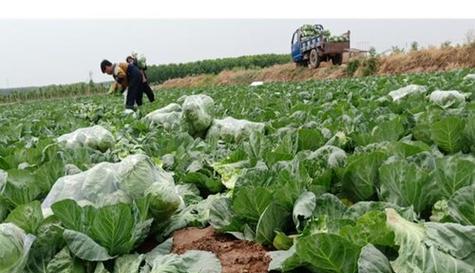 秋甘蓝怎么种？最佳种植时间和高产技巧是什么？