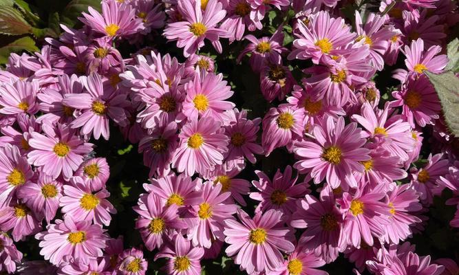 秋天的代表植物有哪些？它们各自有什么特点？