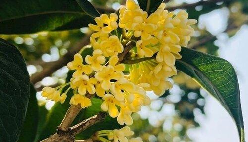 秋天的代表植物有哪些？它们各自有什么特点？