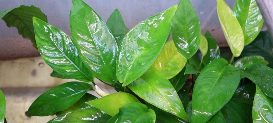 白鹤芋烂根怎么办？如何预防和处理白鹤芋烂根问题？