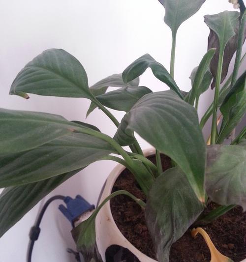 白鹤芋烂根怎么办？如何预防和处理白鹤芋烂根问题？