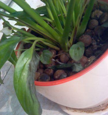 白鹤芋烂根怎么办？如何预防和处理白鹤芋烂根问题？