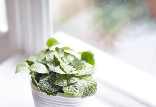 洋葱属于低等植物吗？洋葱的植物分类是什么？