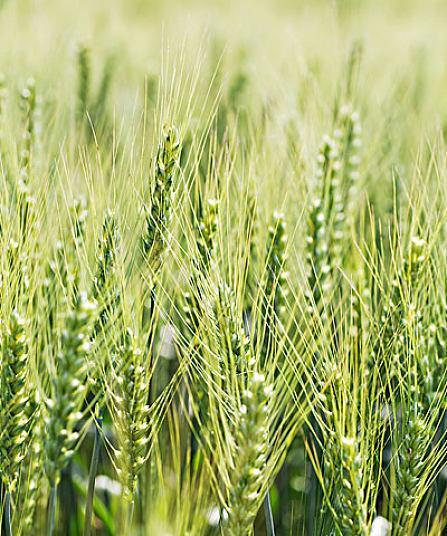 小麦代表的生肖是什么？十二生肖中与小麦相关的象征意义？