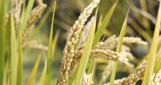 小麦代表的生肖是什么？十二生肖中与小麦相关的象征意义？