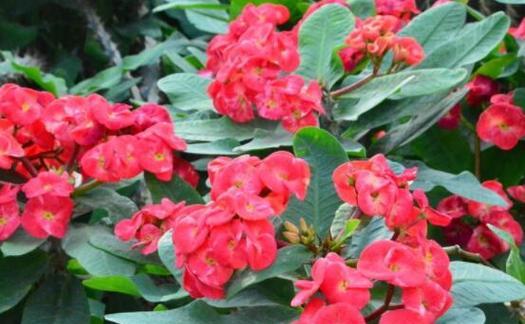 虎刺梅一年开几次花?如何确保其正常开花?_花植网