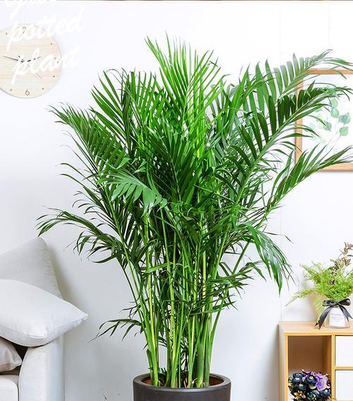 富贵椰子是喜水植物吗？如何正确浇水？