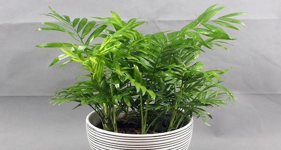 富贵椰子是喜水植物吗？如何正确浇水？