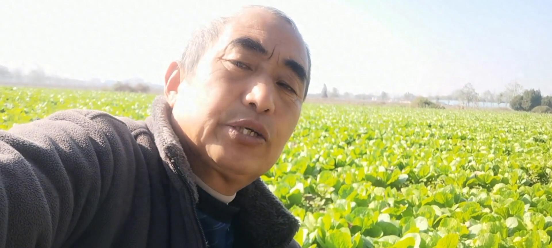 今年雨水大，好多人种的白菜没有包心，估计赚不到钱