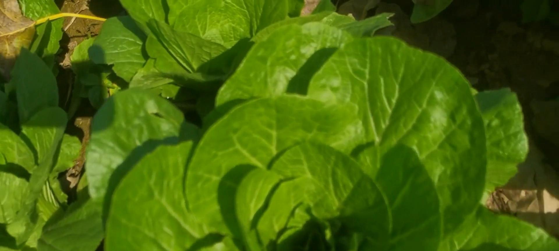 今年雨水大，好多人种的白菜没有包心，估计赚不到钱