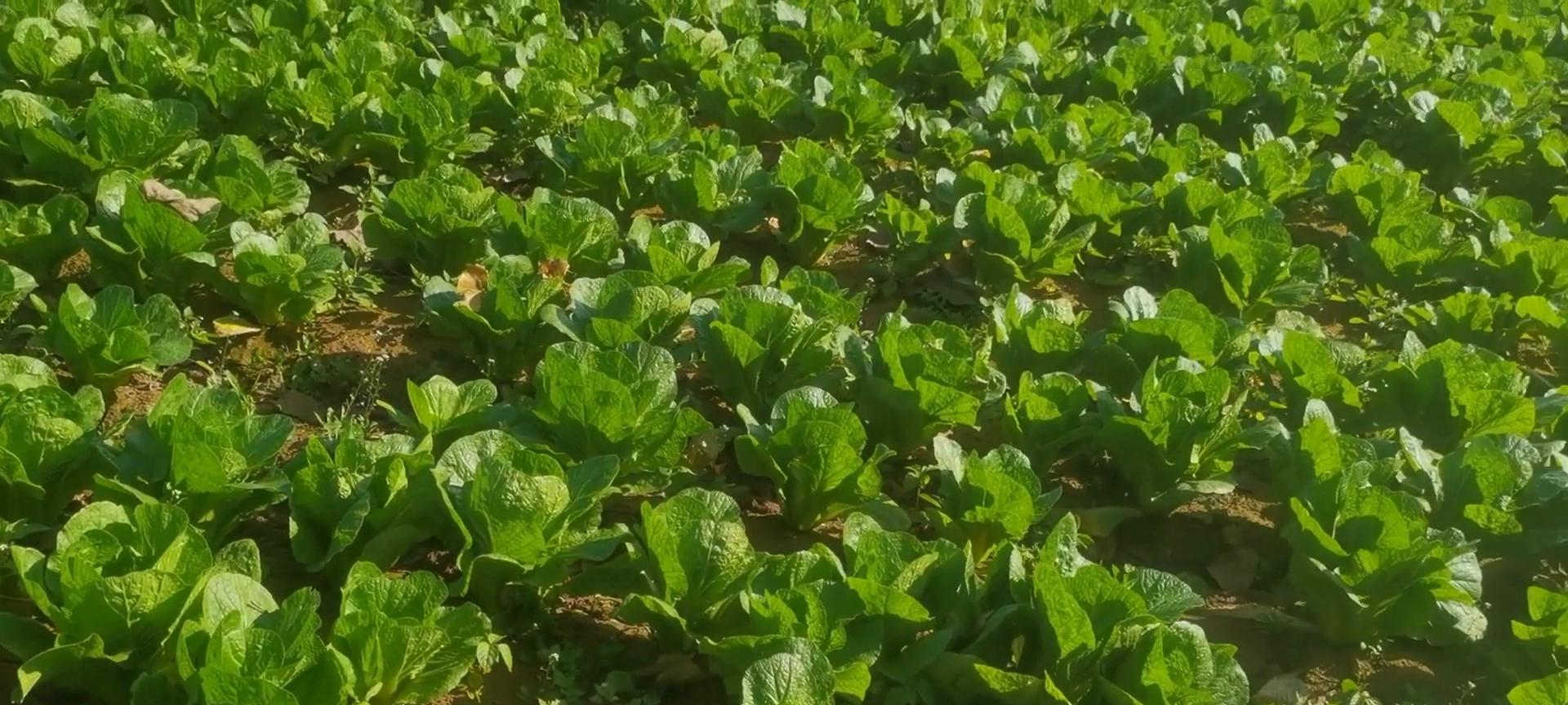 今年雨水大，好多人种的白菜没有包心，估计赚不到钱