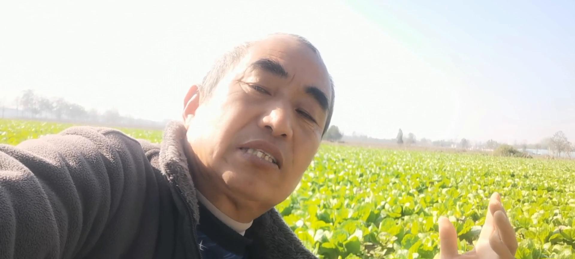 今年雨水大，好多人种的白菜没有包心，估计赚不到钱