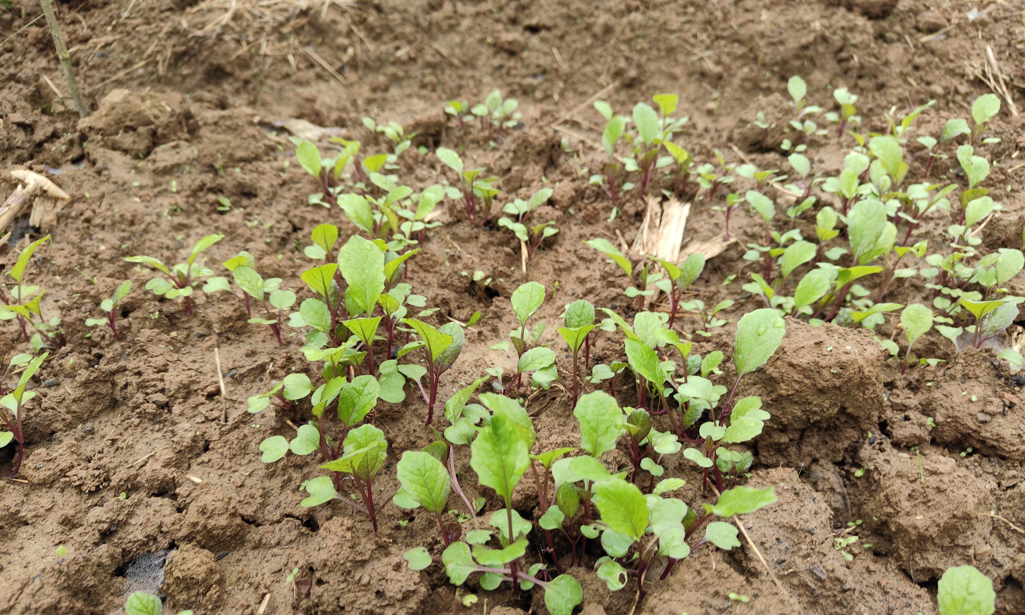 听我一次劝！红菜苔苗期千万别打顶，做好这3点，抽薹多又早还粗