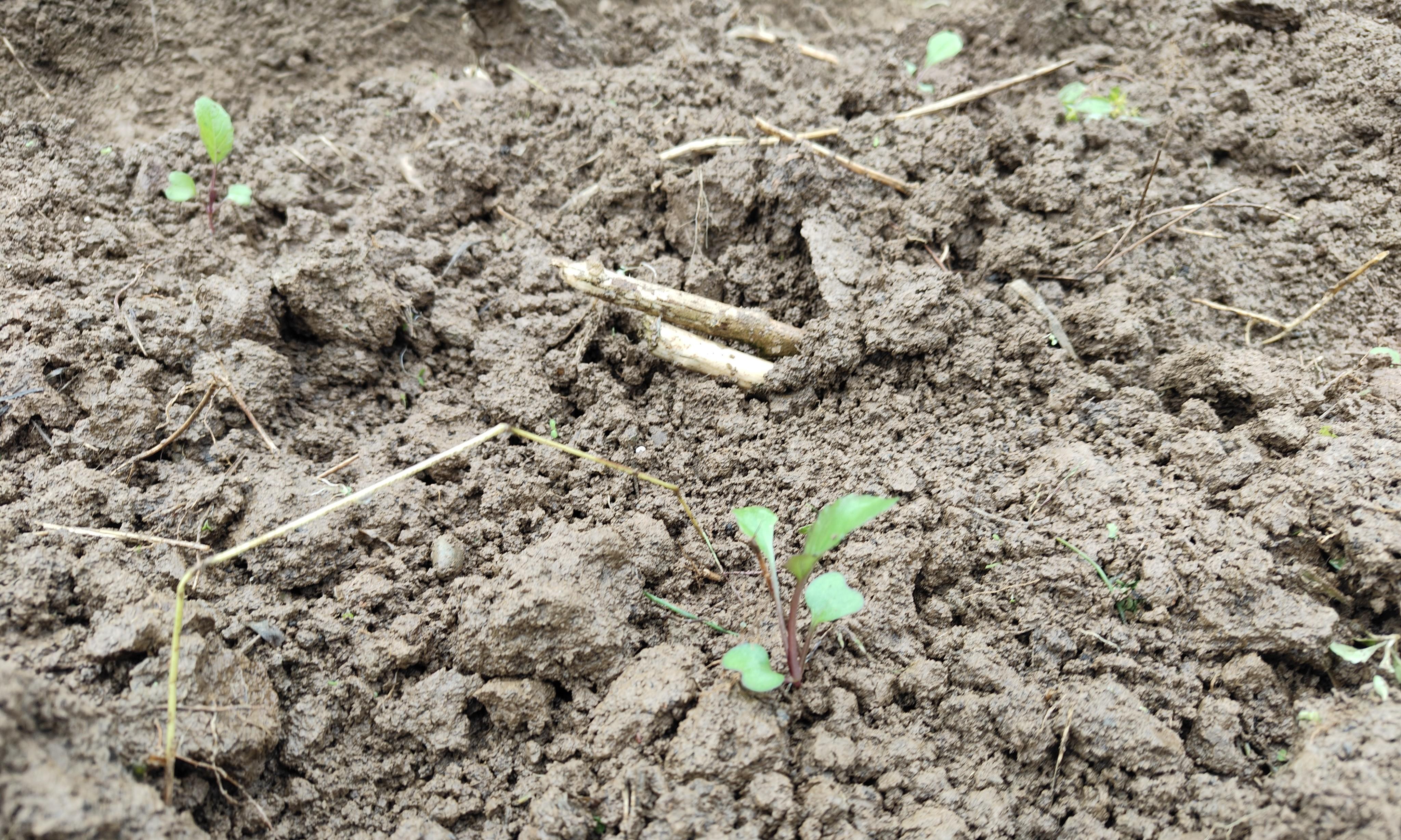 听我一次劝！红菜苔苗期千万别打顶，做好这3点，抽薹多又早还粗
