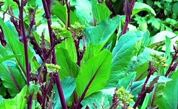 听我一次劝！红菜苔苗期千万别打顶，做好这3点，抽薹多又早还粗