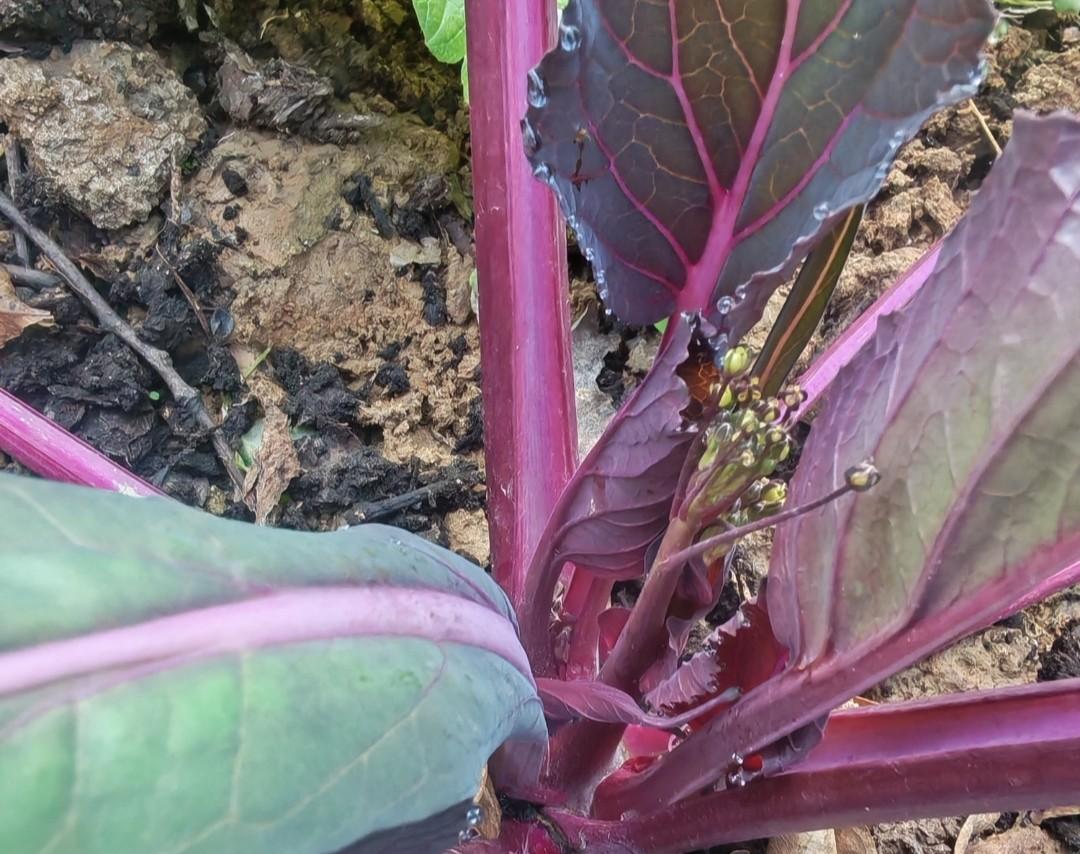 听我一次劝！红菜苔苗期千万别打顶，做好这3点，抽薹多又早还粗