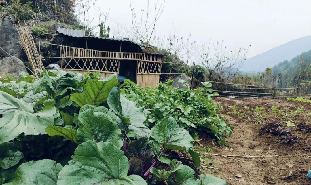 听我一次劝！红菜苔苗期千万别打顶，做好这3点，抽薹多又早还粗