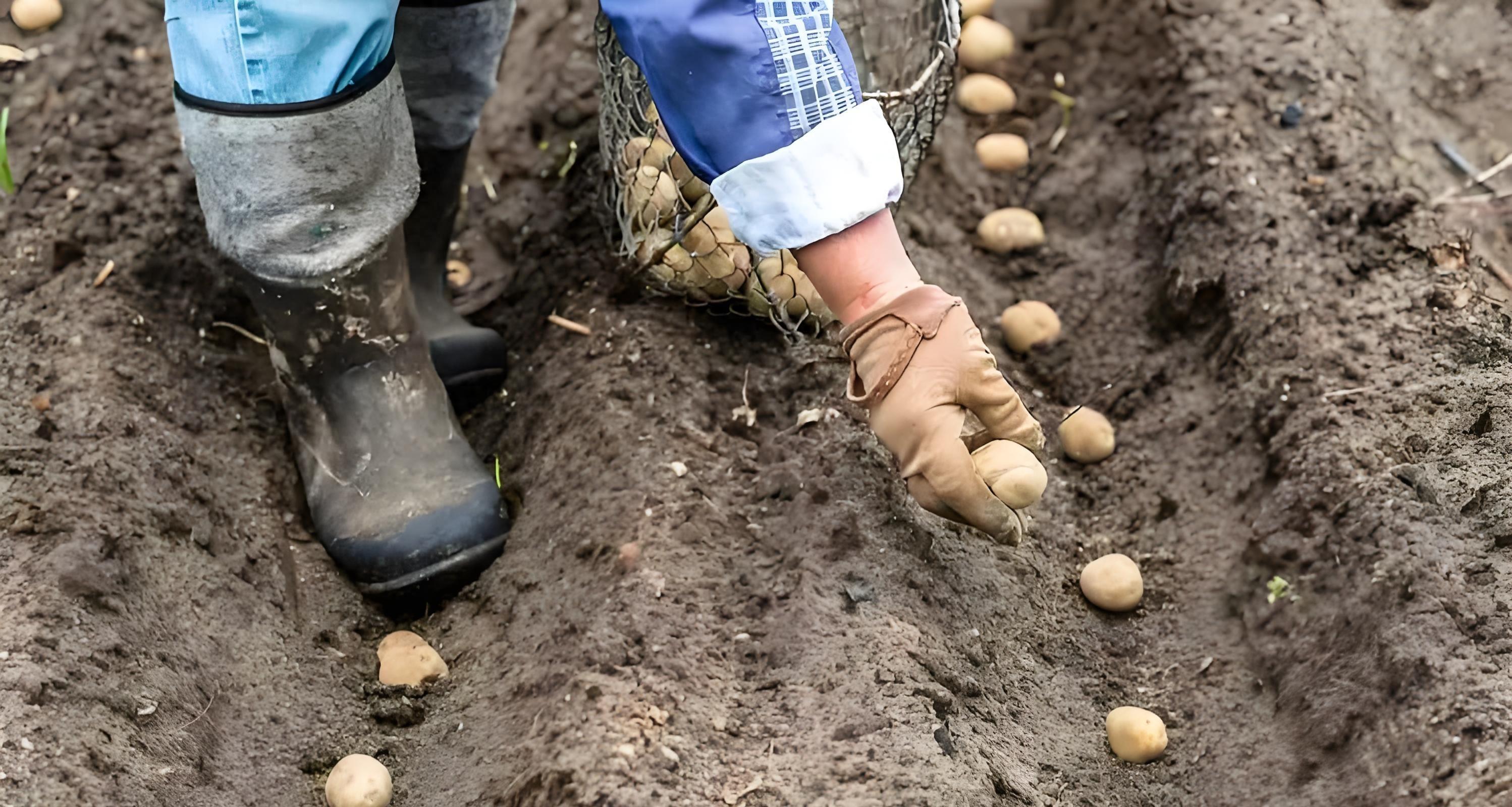 土豆连种真的会绝收吗？老农用了这4招，亩产翻倍不烂根！
