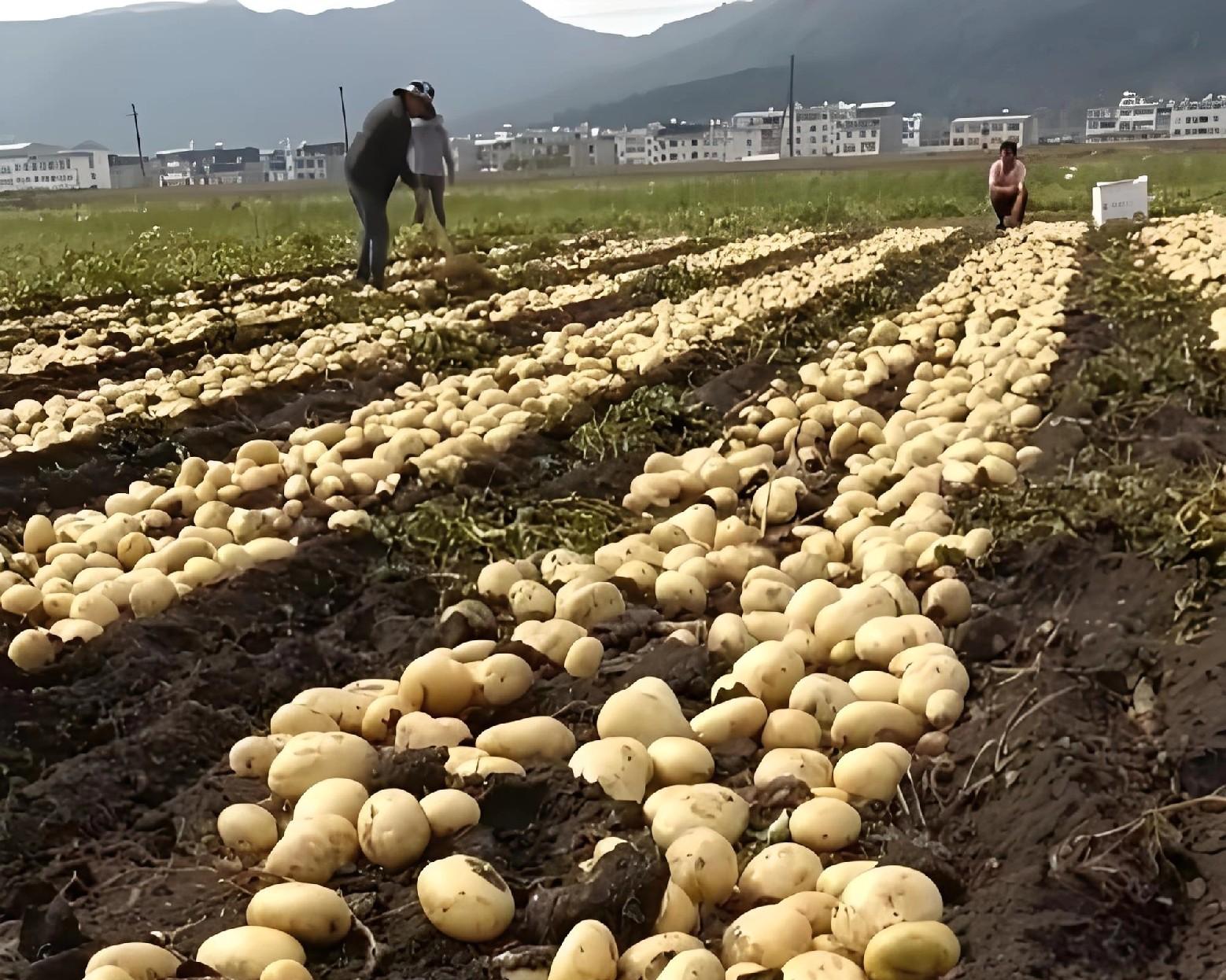 土豆连种真的会绝收吗？老农用了这4招，亩产翻倍不烂根！