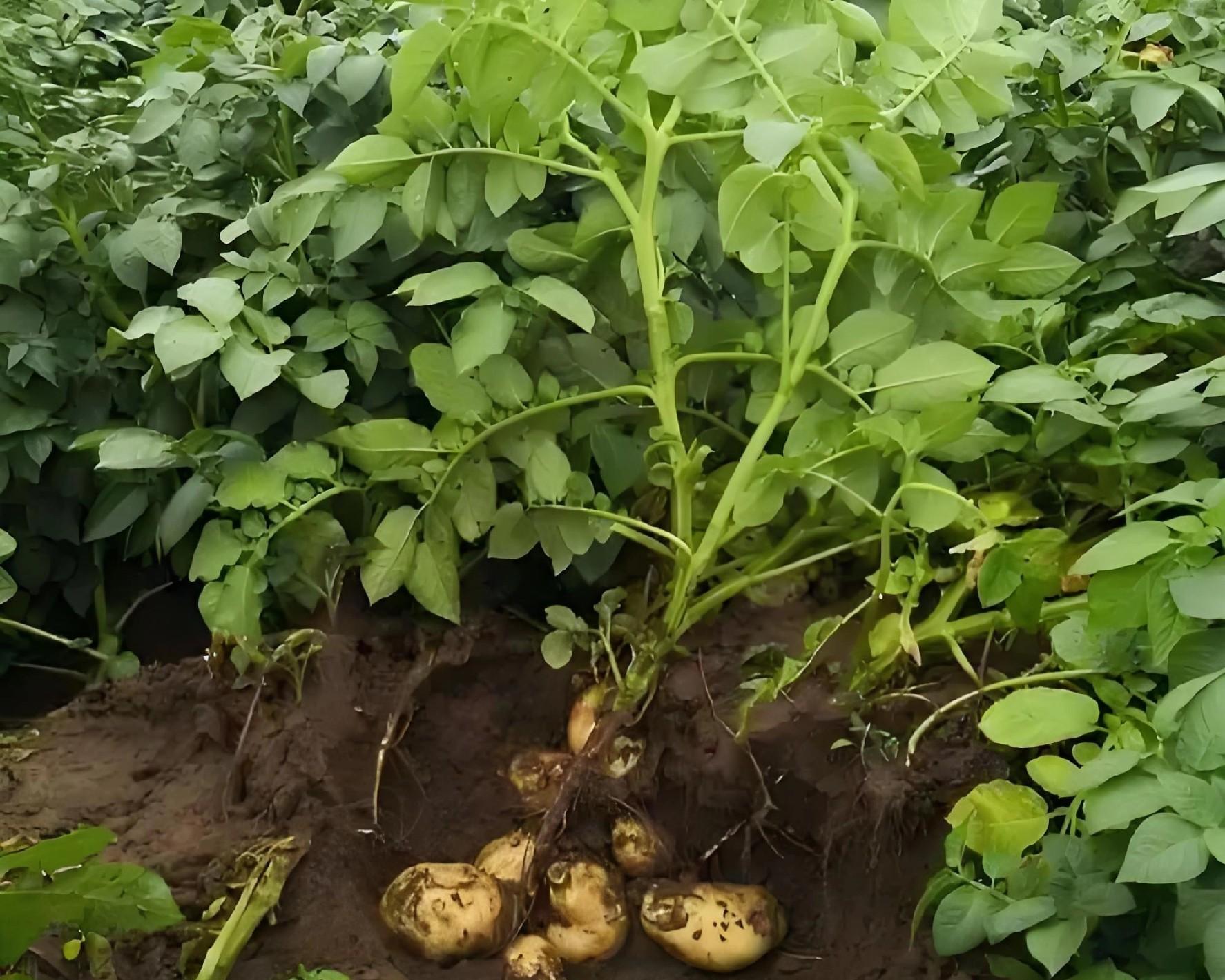 土豆连种真的会绝收吗？老农用了这4招，亩产翻倍不烂根！