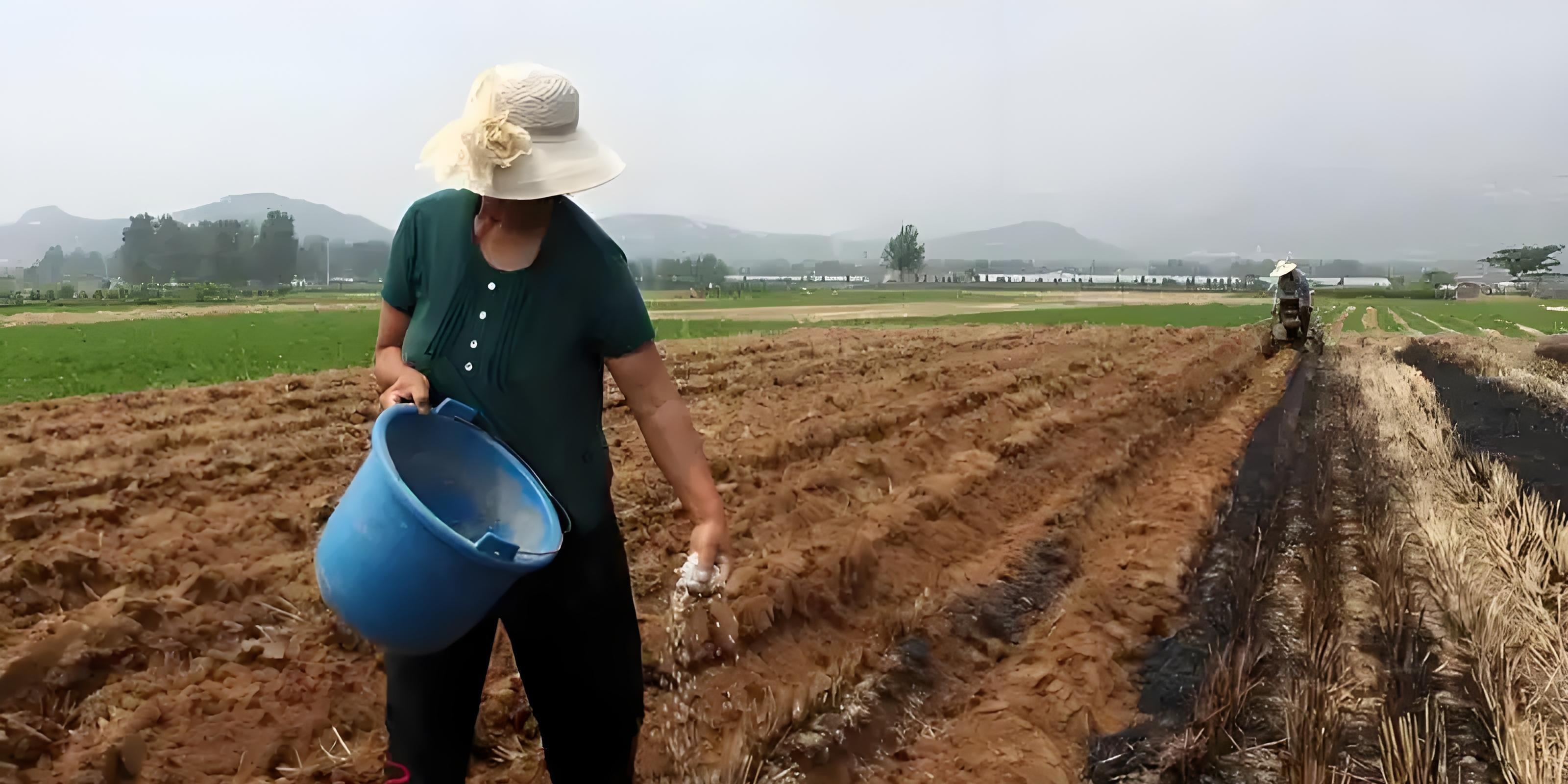 土豆连种真的会绝收吗？老农用了这4招，亩产翻倍不烂根！