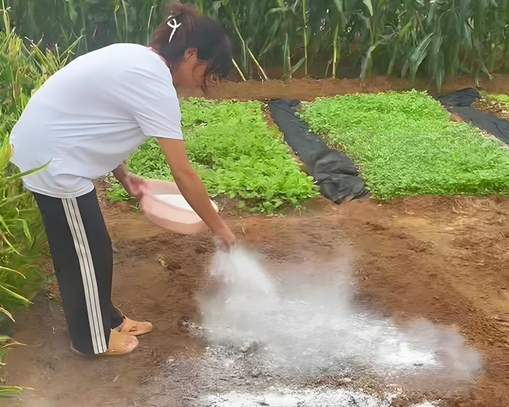 土豆连种真的会绝收吗？老农用了这4招，亩产翻倍不烂根！