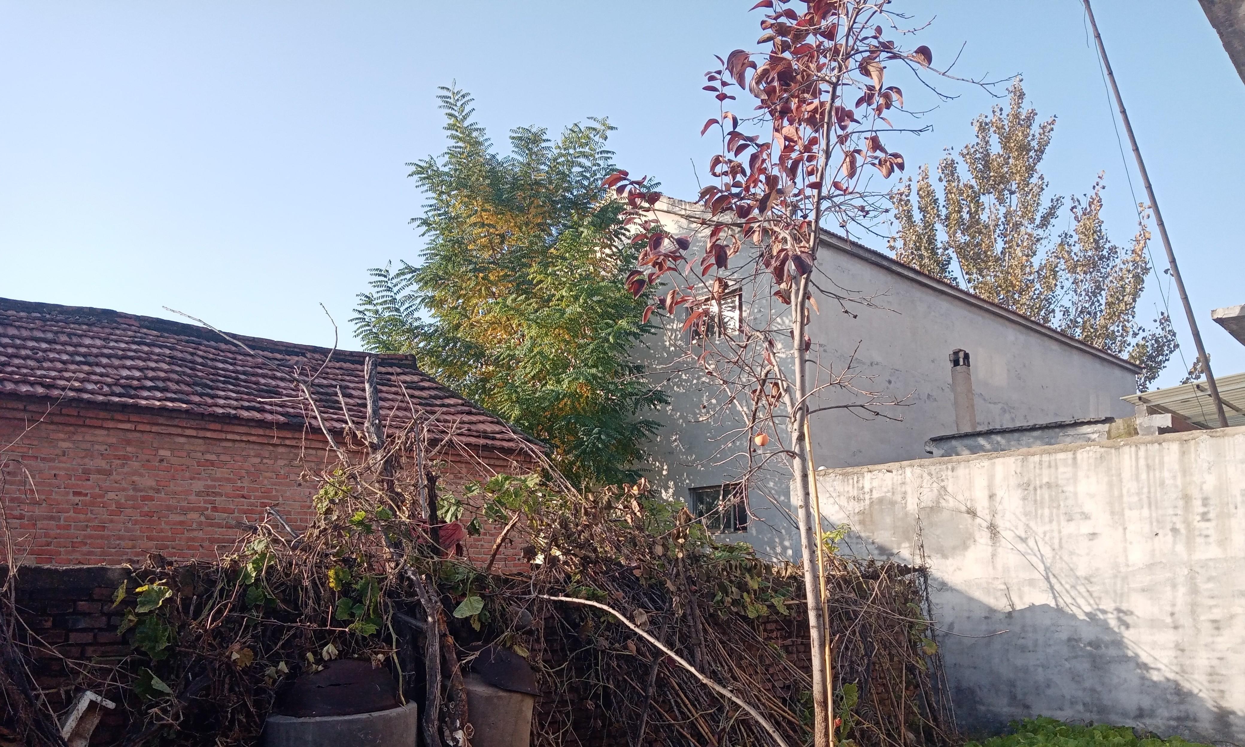 “冷不冷，就看九月廿五”，明日农历九月二十五啥预兆？今冬冷吗