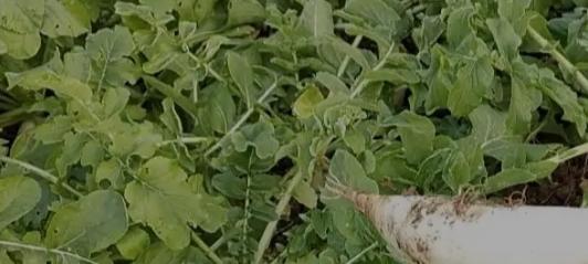 立冬后萝卜这么管，甜脆不空心，年后拔正合适