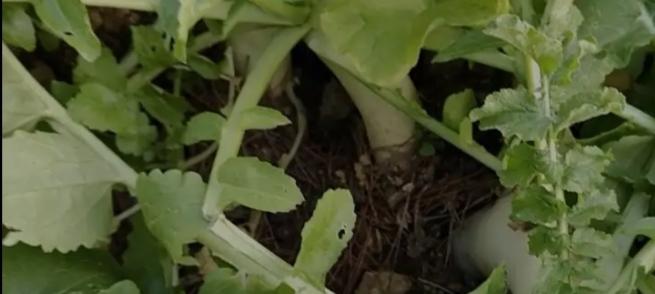 立冬后萝卜这么管，甜脆不空心，年后拔正合适