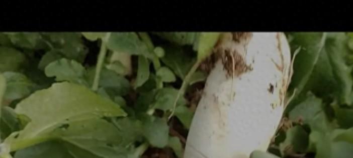立冬后萝卜这么管，甜脆不空心，年后拔正合适