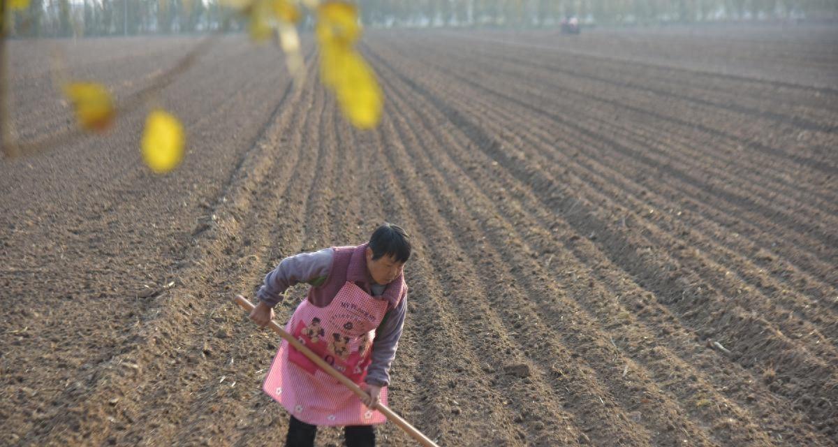 小麦晚种不减收的关键管理技术措施