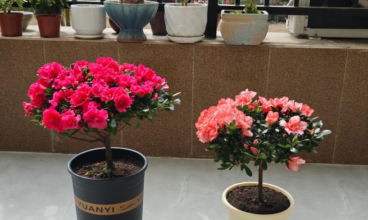 常见的5大“坑人花”，明知养不活，还往家搬，网友：真邪门儿了~