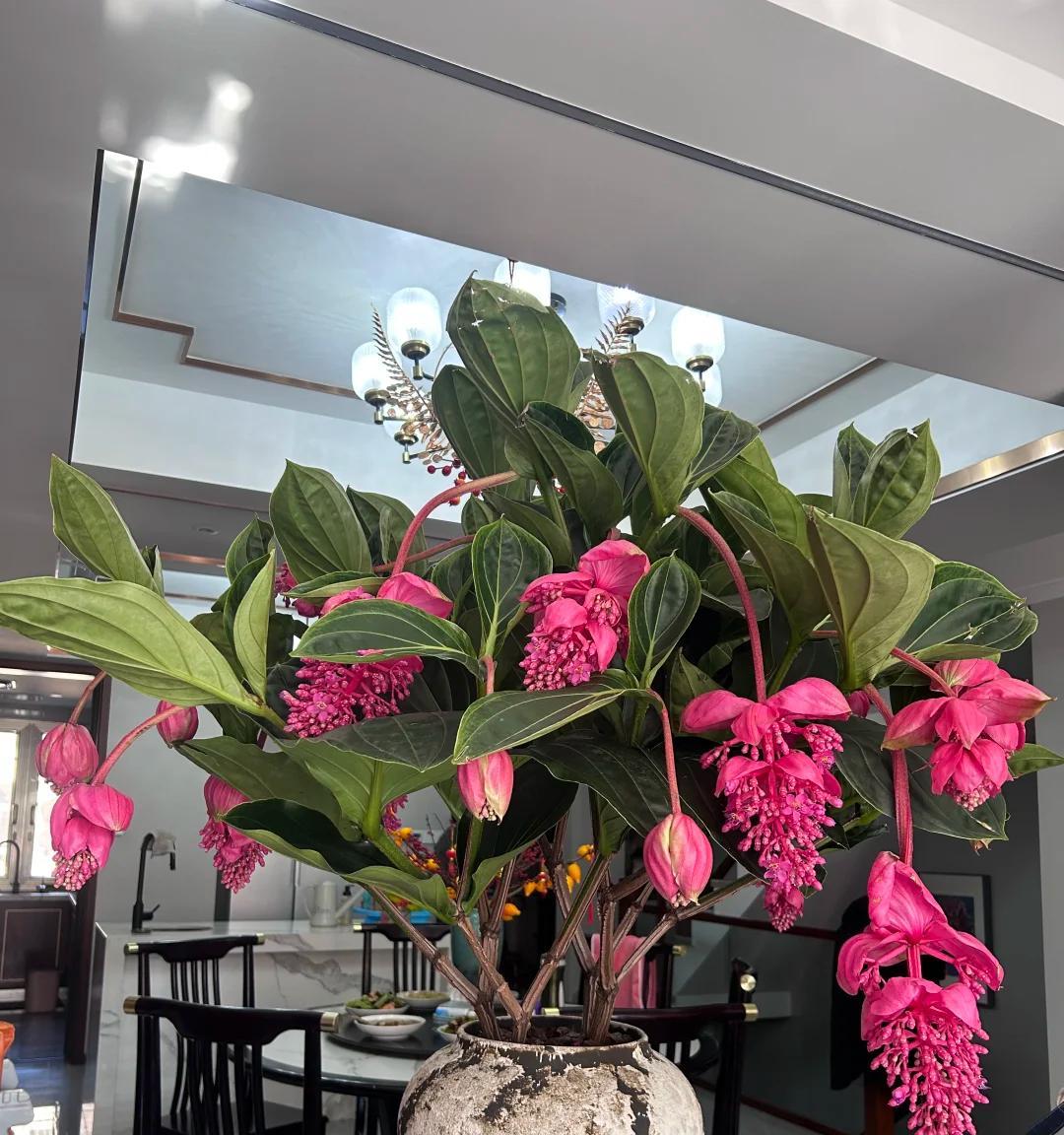 常见的5大“坑人花”，明知养不活，还往家搬，网友：真邪门儿了~