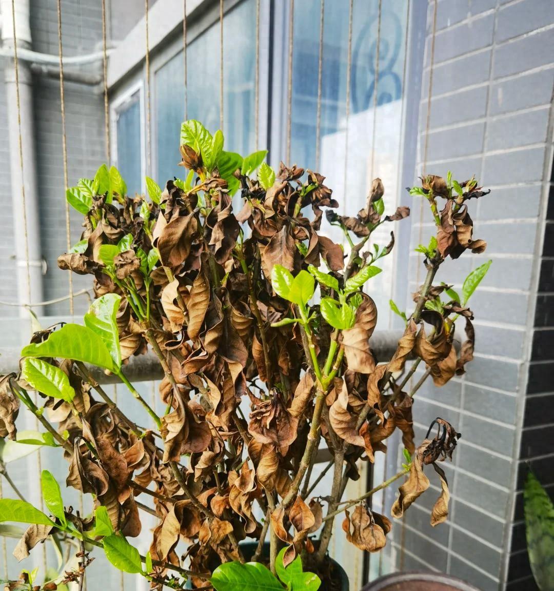 常见的5大“坑人花”，明知养不活，还往家搬，网友：真邪门儿了~