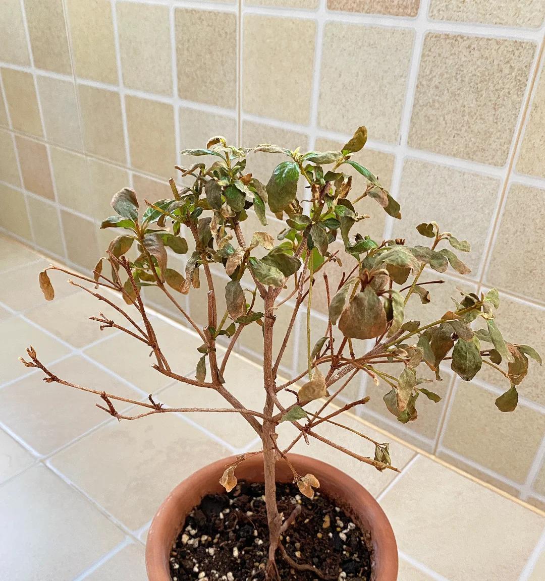 常见的5大“坑人花”，明知养不活，还往家搬，网友：真邪门儿了~