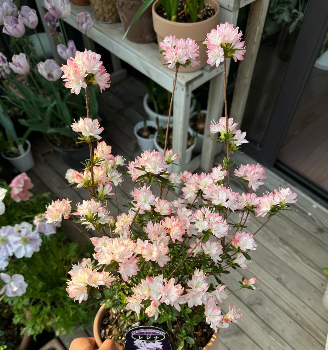 常见的5大“坑人花”，明知养不活，还往家搬，网友：真邪门儿了~