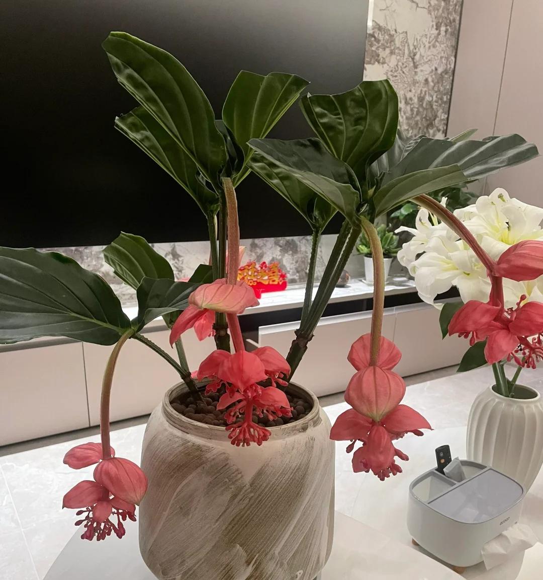 常见的5大“坑人花”，明知养不活，还往家搬，网友：真邪门儿了~