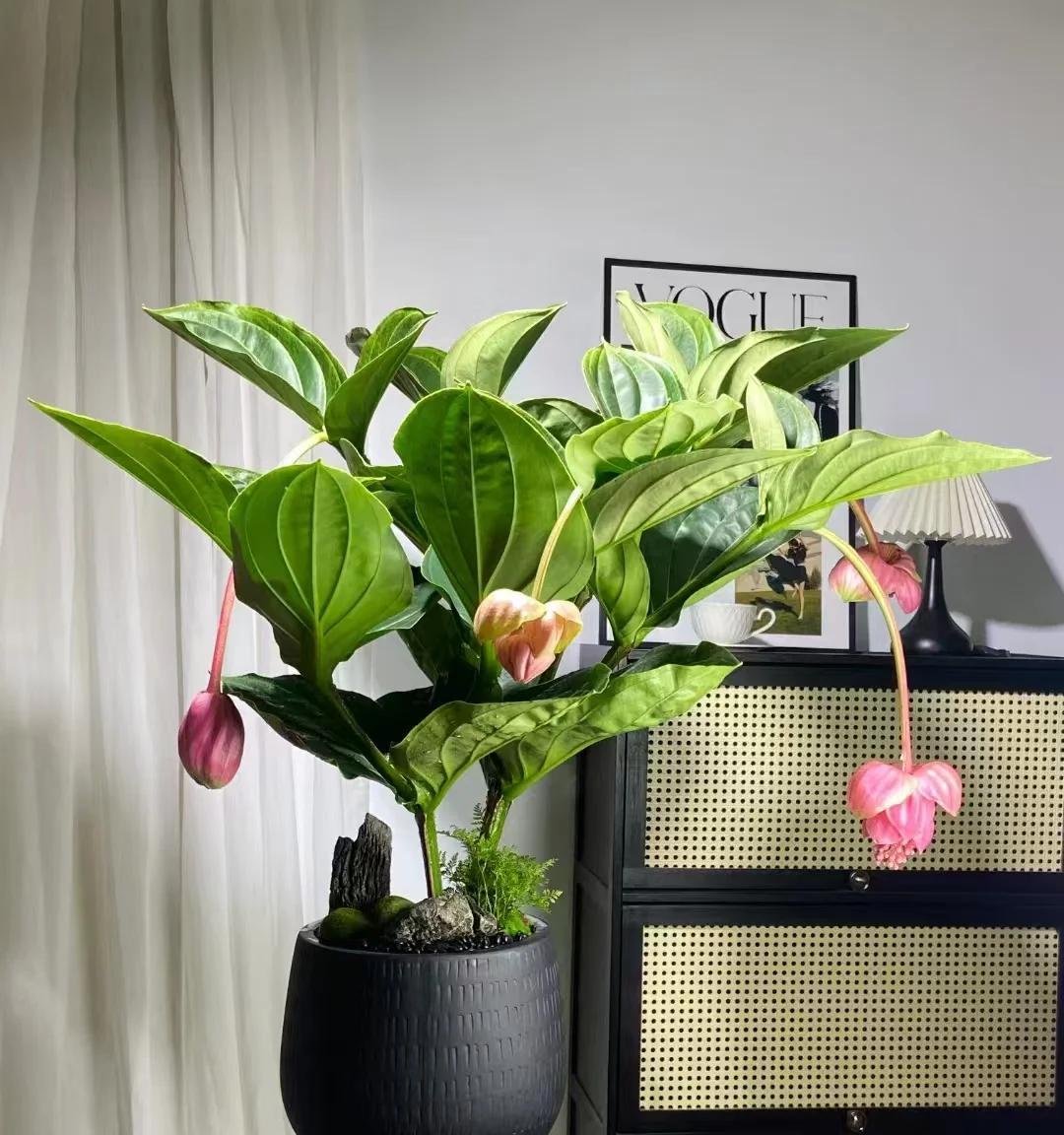 常见的5大“坑人花”，明知养不活，还往家搬，网友：真邪门儿了~