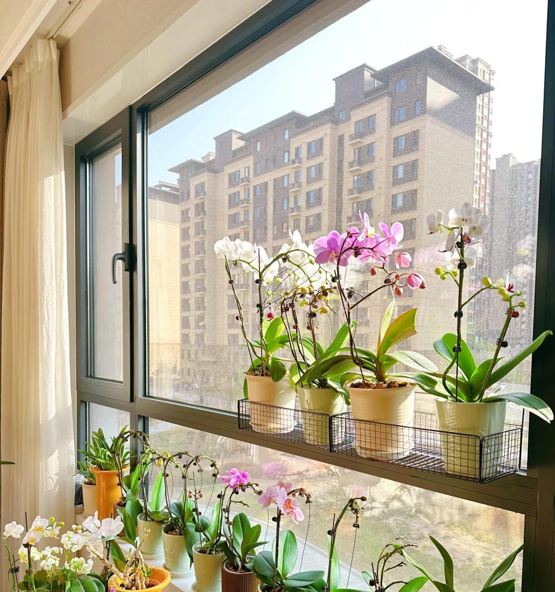 常见的5大“坑人花”，明知养不活，还往家搬，网友：真邪门儿了~