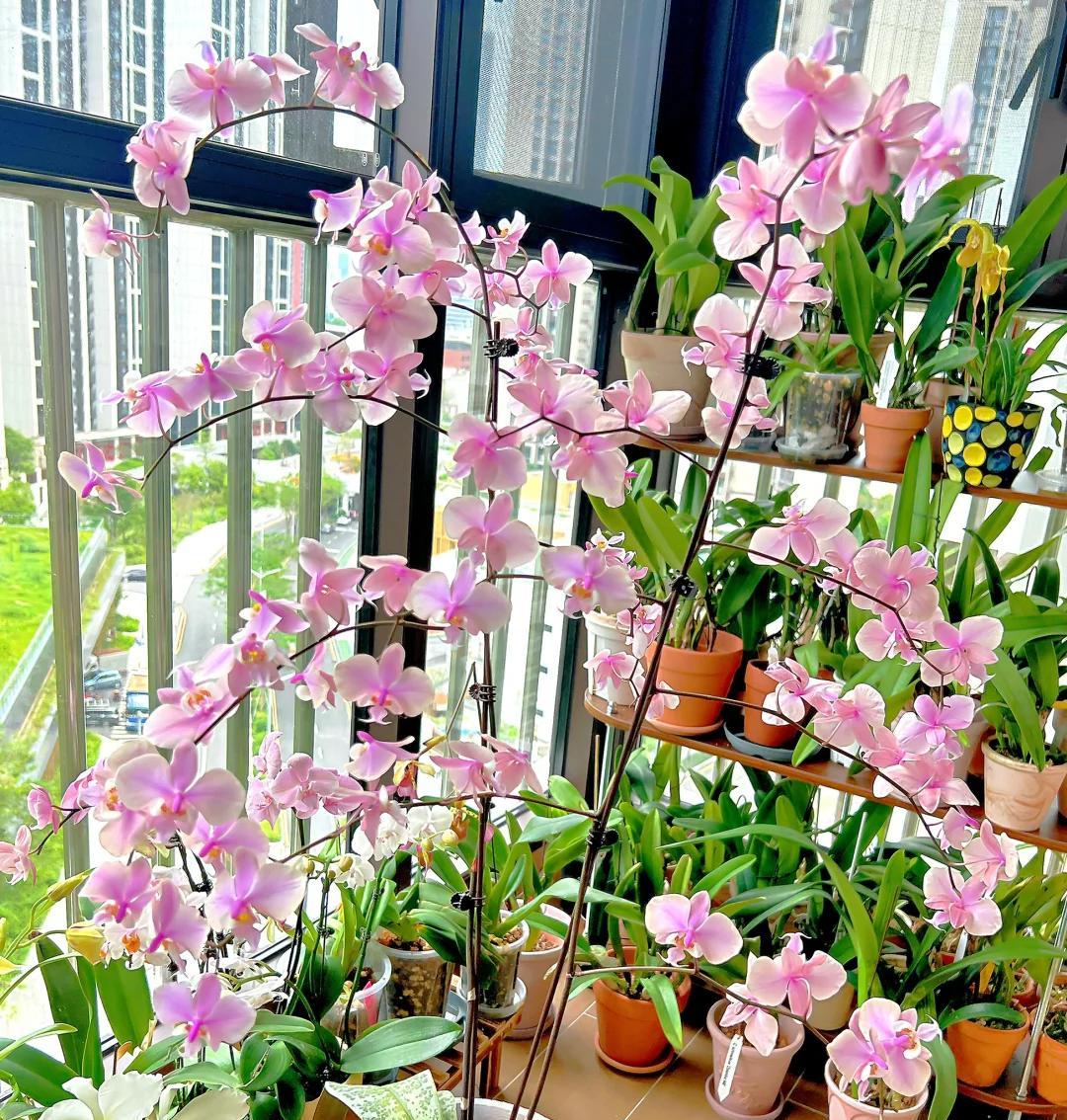 常见的5大“坑人花”，明知养不活，还往家搬，网友：真邪门儿了~